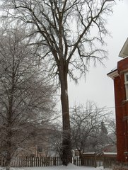 Ulmus thomasii