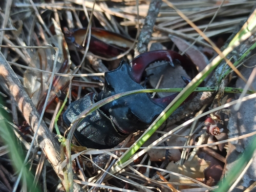 European Stag Beetle