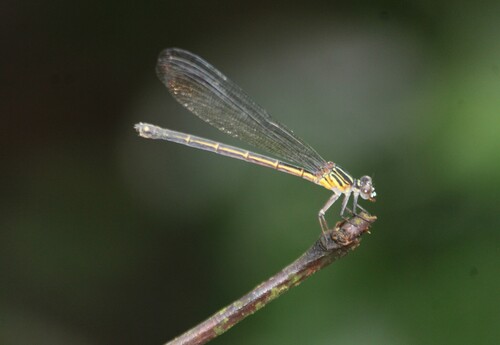 Malabar torrent dart photo 5