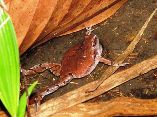 Elegant Narrow-mouthed Toad