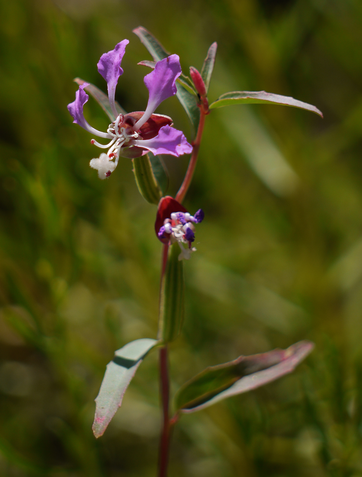 Clarkia tembloriensis