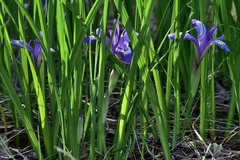 Iris ruthenica