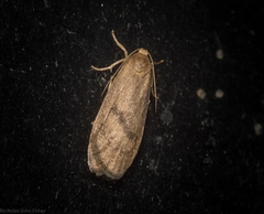 Lambula obliquilinea