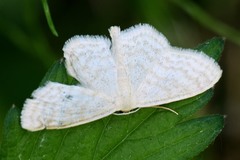 Scopula floslactata
