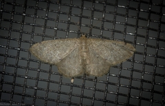 Idaea pilosata