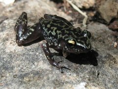 Eleutherodactylus leprus