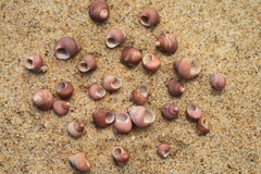 Roseaplagis rufozona