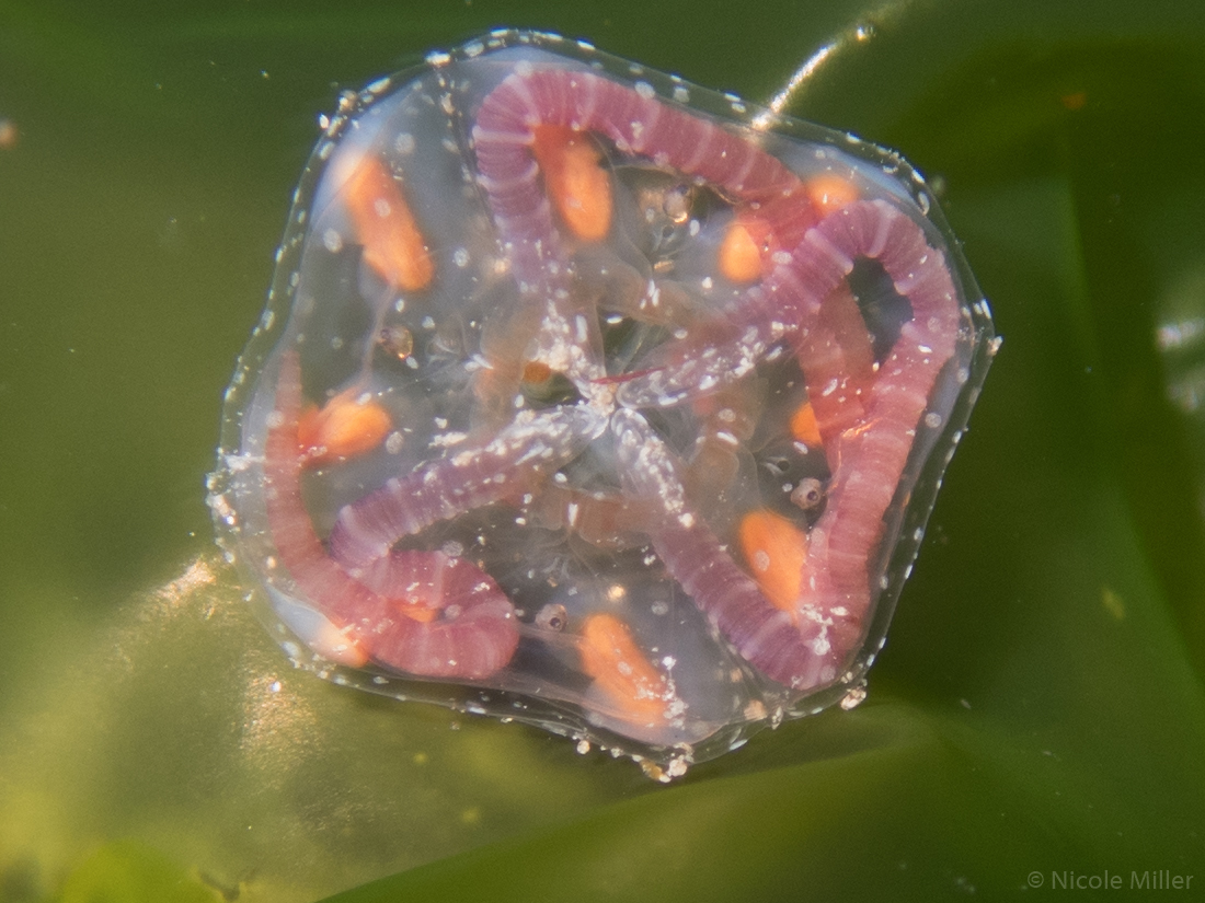Copula sivickisi (Stiasny, 1926)