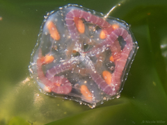 Copula sivickisi
