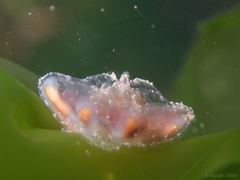 Copula sivickisi
