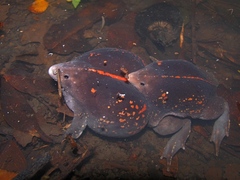 Rhinophrynus dorsalis