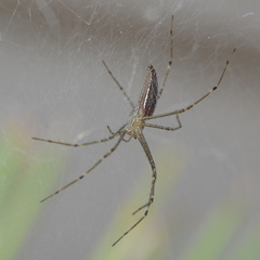 Euprosthenops bayaonianus