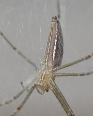 Euprosthenops bayaonianus