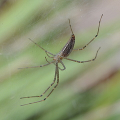 Euprosthenops bayaonianus
