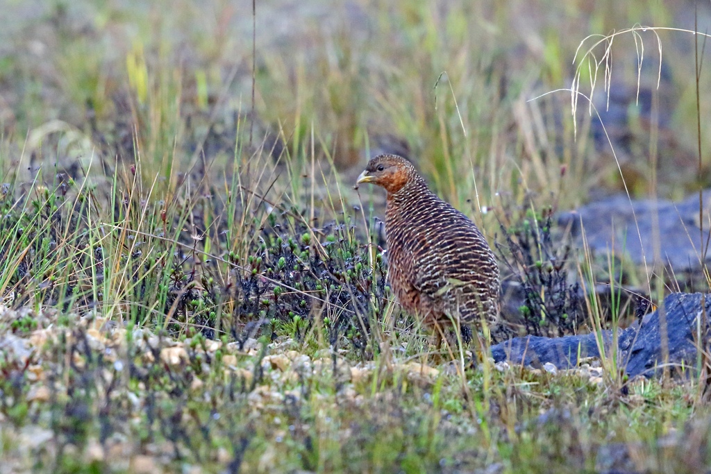 Snow Mountain Quail