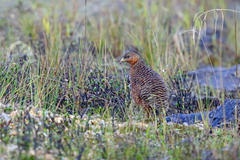 Snow Mountain Quail photo 1