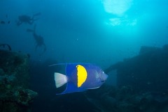 Pomacanthus maculosus