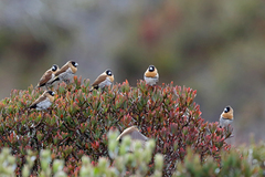 Western Alpine Munia photo 1