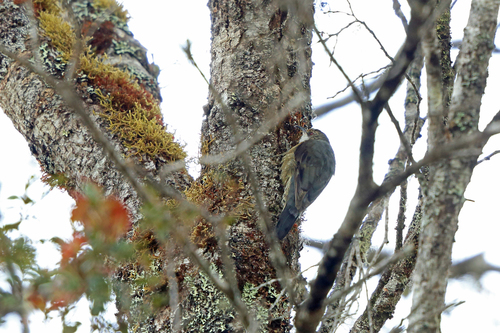 Papuan Treecreeper (Cormobates placens), photo 2