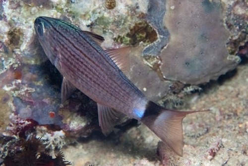 Cheilodipterus lachneri