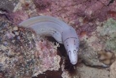 Gymnothorax griseus
