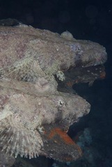 Papilloculiceps longiceps