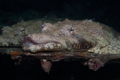 Papilloculiceps longiceps