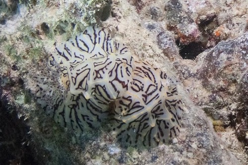 Halgerda paulayi