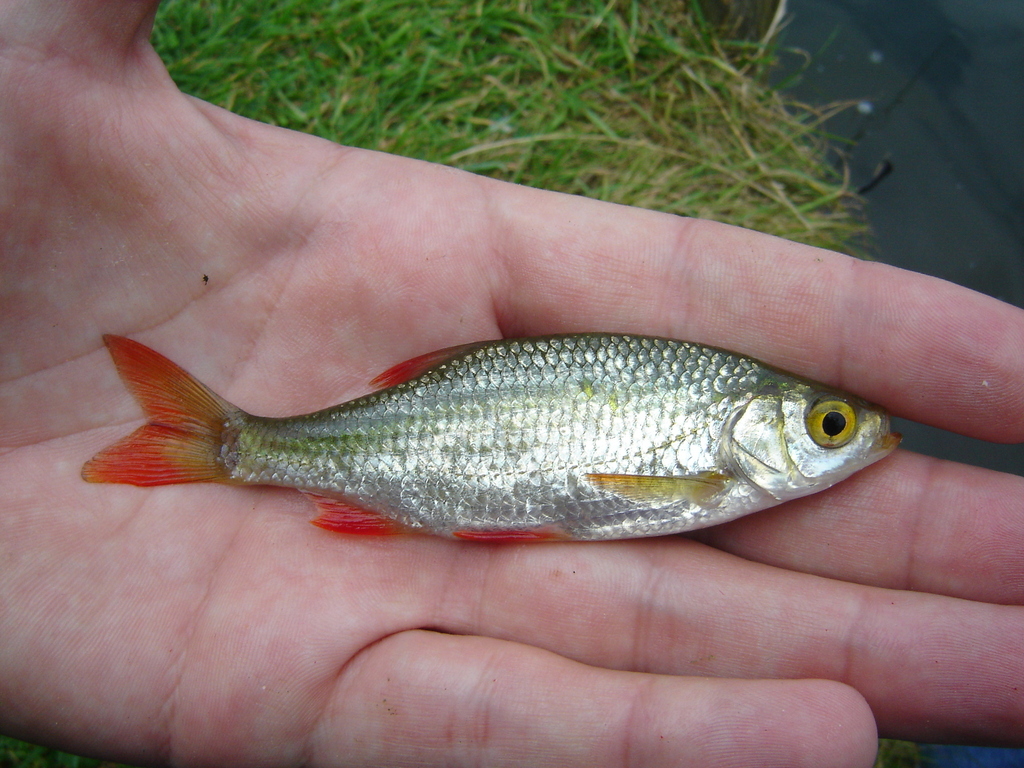 Common Rudd World Record Common Rudd from The Old Schools, Trinity Ln, Cambridge CB2 1TN, UK on ...