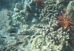 Pycnochromis vanderbilti