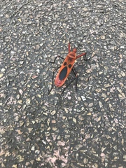 Macrocheraia grandis