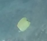 Chaetodon miliaris