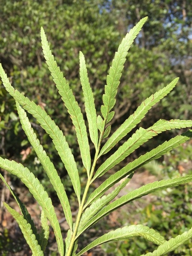 Osmunda angustifolia