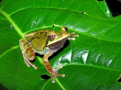 Smilisca cyanosticta