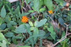 Comaclinium montanum