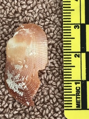 Barbatia domingensis