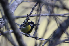 Parus monticolus