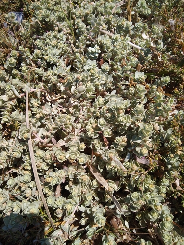 Image of Atriplex leucophylla by no rights reserved