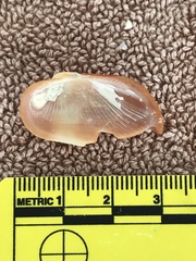 Barbatia domingensis