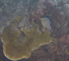 Canthigaster jactator