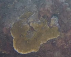 Canthigaster jactator