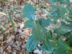 Camellia sinensis