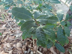 Camellia sinensis