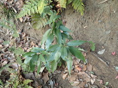 Quercus myrsinifolia