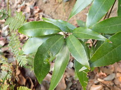 Quercus myrsinifolia