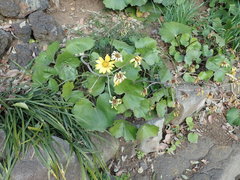 Farfugium japonicum