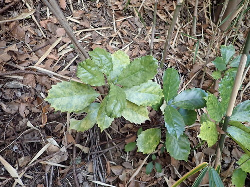 Aucuba japonica