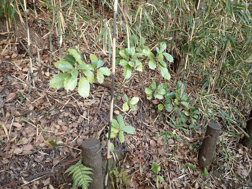 Aucuba japonica