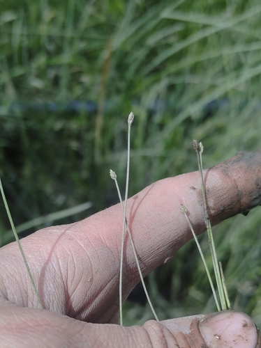 Image of Tidal Spikerush (Eleocharis aestuum) by no rights reserved