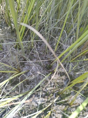 Image of Eleocharis aestuum by no rights reserved
